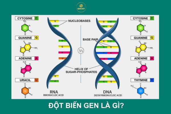 dot-bien-gen1