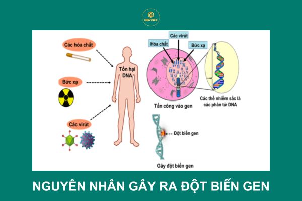 Đột Biến Gen Có Thể Xảy Ra Trong Quá Trình - Khám Phá Những Điều Bạn Cần Biết