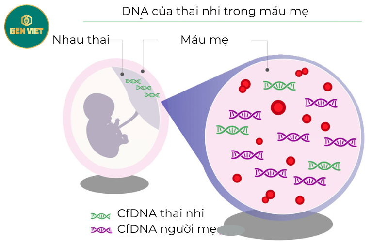 co-so-khoa-hoc-cua-xet-nghiem-gioi-tinh-xy