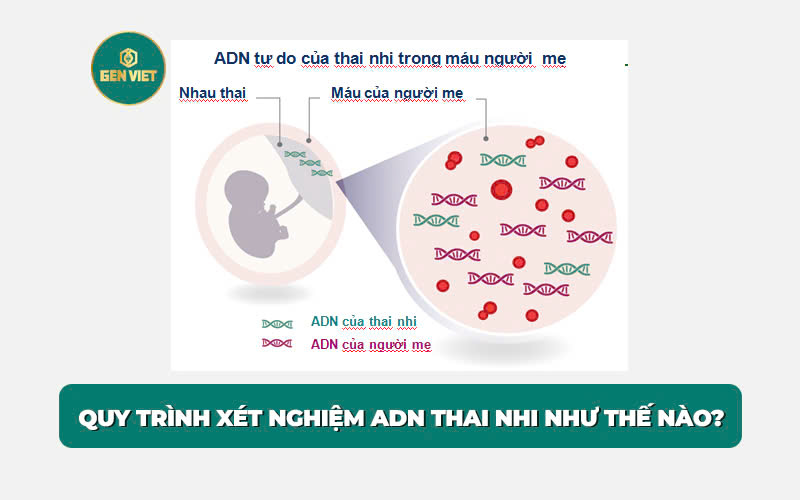 quy-trinh-xet-nghiem-adn-thai-nhi-thu-hien-nhu-the-nao